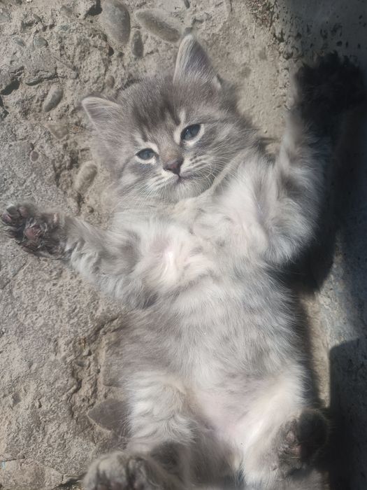 Котята породистые