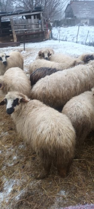 Vand mioare  de anul trecut