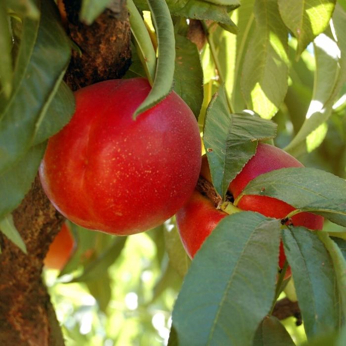 Саженцы плодовых деревьев