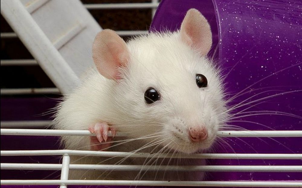 Породам декоративных крыс