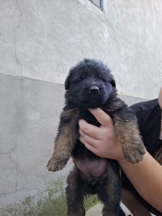 Немецкий щенки овчарки