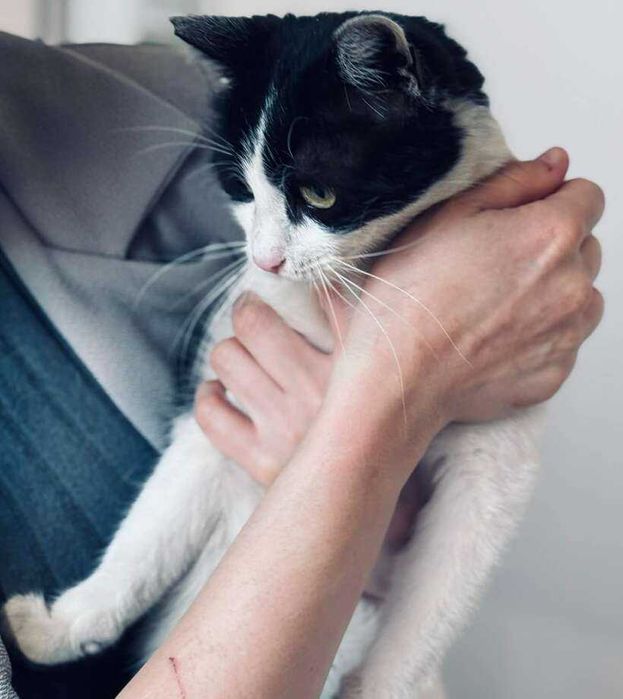 Коте Кари търси дом