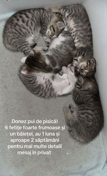 Donez pui de pisica!