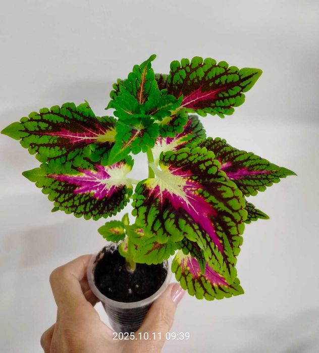 Комнатные цветы.