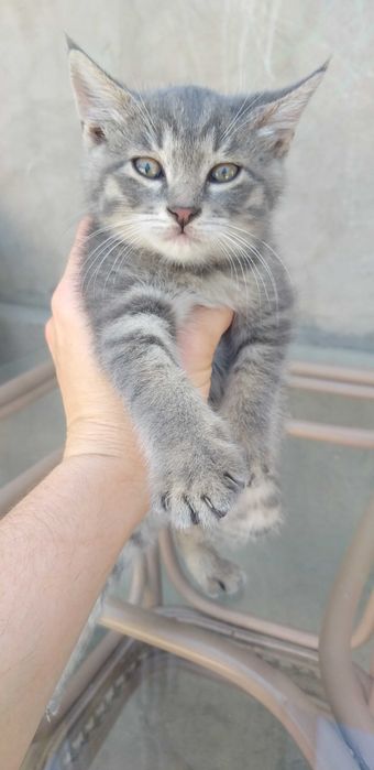 Отдам котят БЕСПЛАТНО