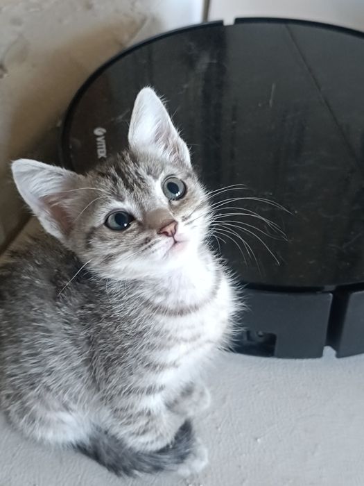 Ищем добрые руки котятам