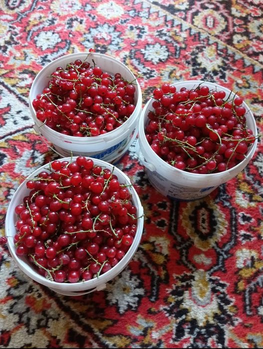 Продам красную смородину