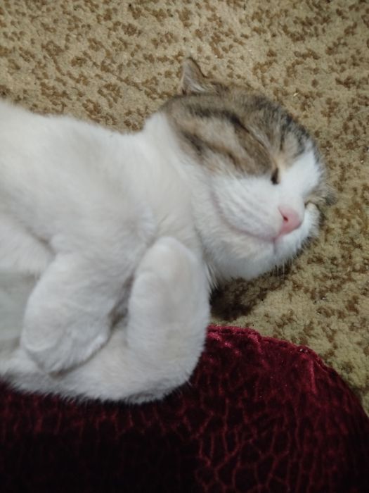 Буся- скотиш, девочка