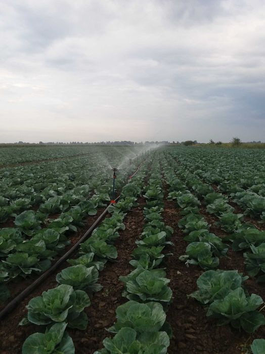 Coloana de irigat/Teve 6m-75mm 300m