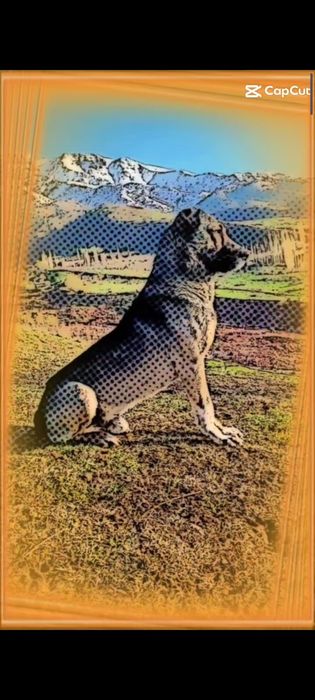 Кангал сотилади келишилган холда