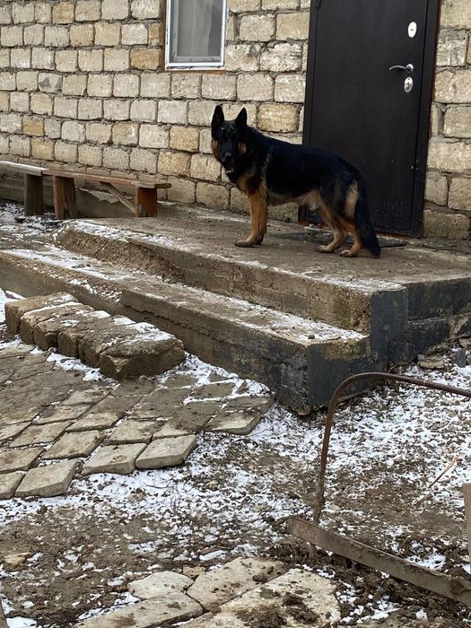 овчарка немецкий