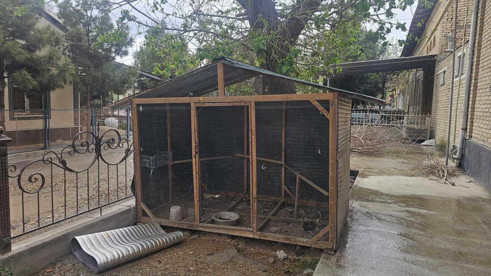 Tavuq xona juda kattsa