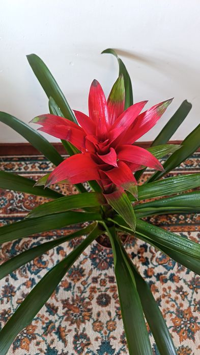 Красивая Гузмания