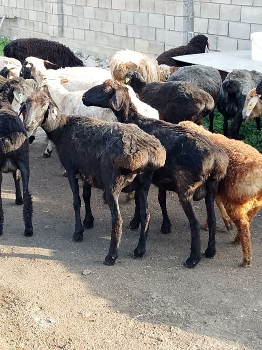 Продам баран курдючной породы