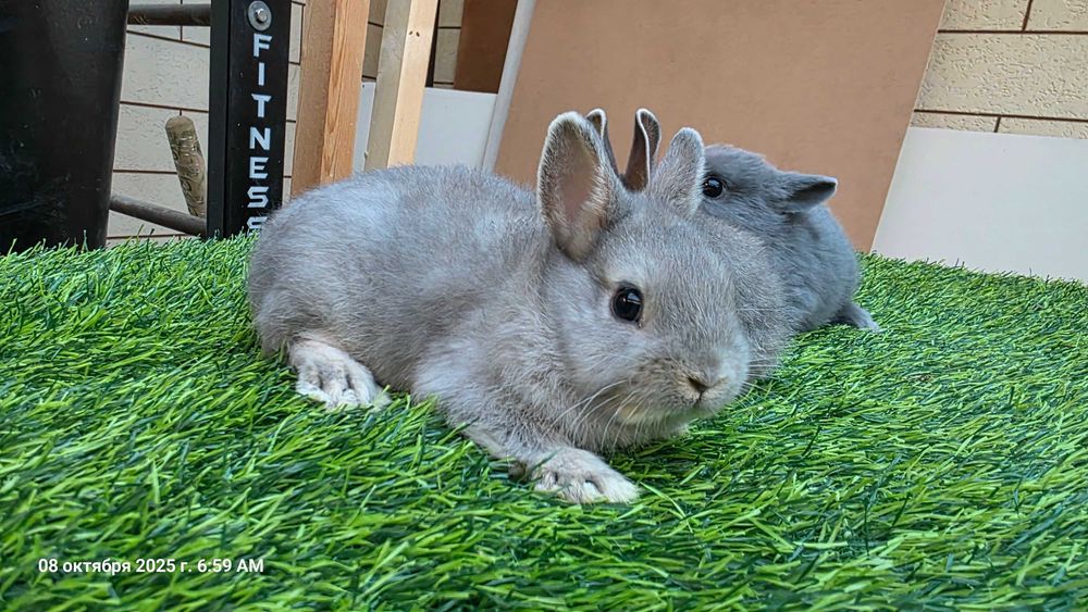 Карликовые кролики (карлик қуёнлар)