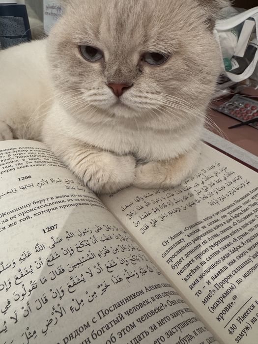 Отдадим в хорошие руки