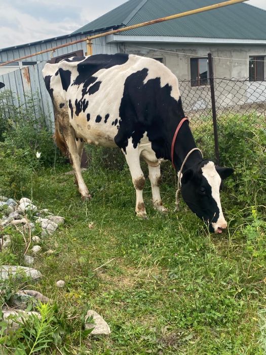 Продам коровы срочно
