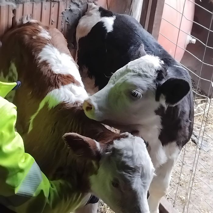 Vând 2 vitei Bălțați