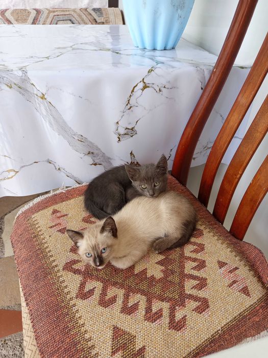 Отдам котят в хорошие руки