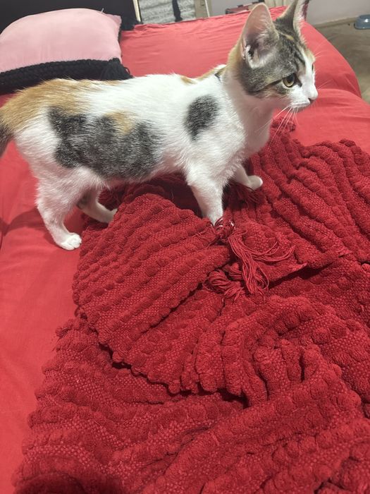 Dau pisica spre adoptie