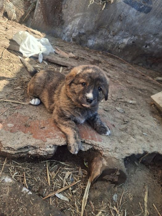 Щенки бесплатно Кушиктер