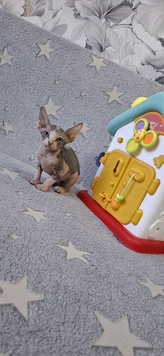 Малыши канадского сфинкса