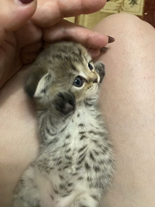 Котята британские