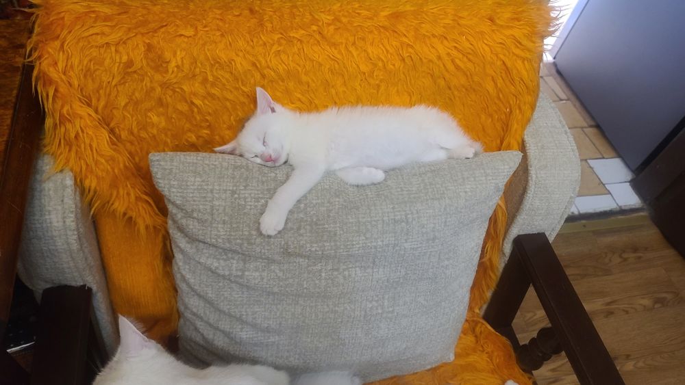 Продам котят белых!
