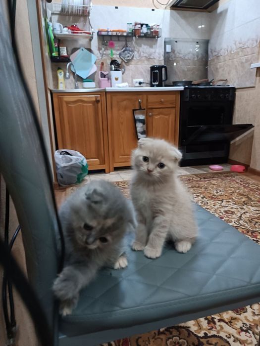 Вислоухие Шотландские котята от правельной вязки в подарок своим любим