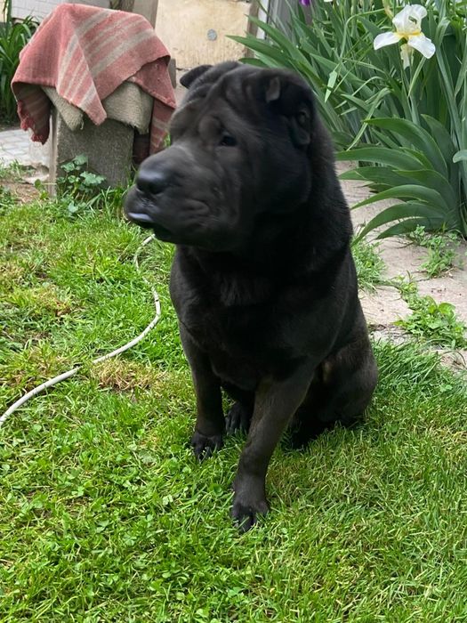 черный чистокровный шарпей ищет девочку !