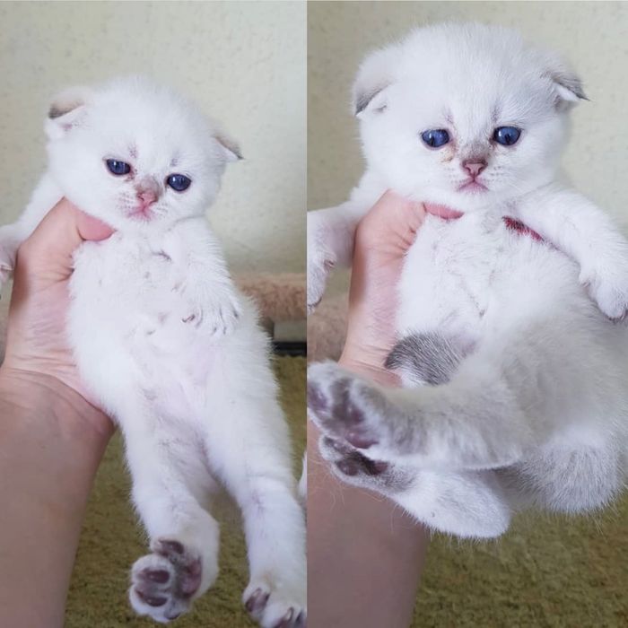 Белоснежные шиншиллы вислоушки!