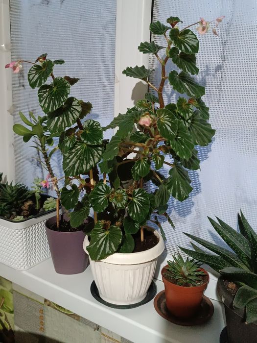 Комнатные растения Бегония