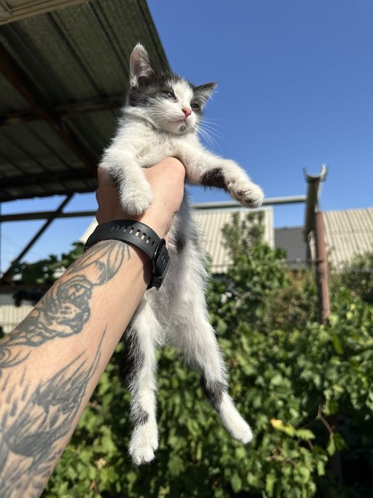 Отдам котят в добрые руки