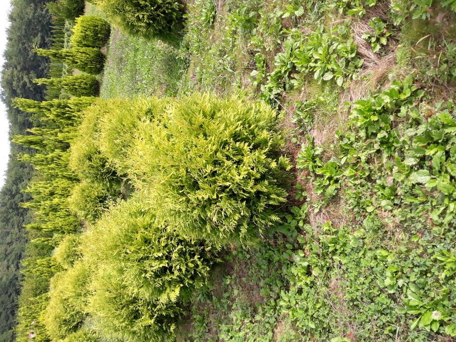 Vand tuia(thuja) smaragd si columnaris(smarald)