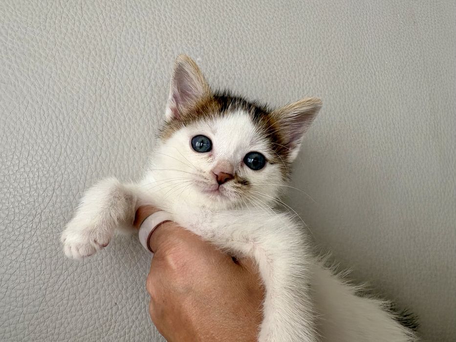 Котенца търсят дом-Варна