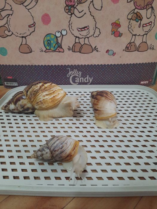 Продажа улитята Ахатины