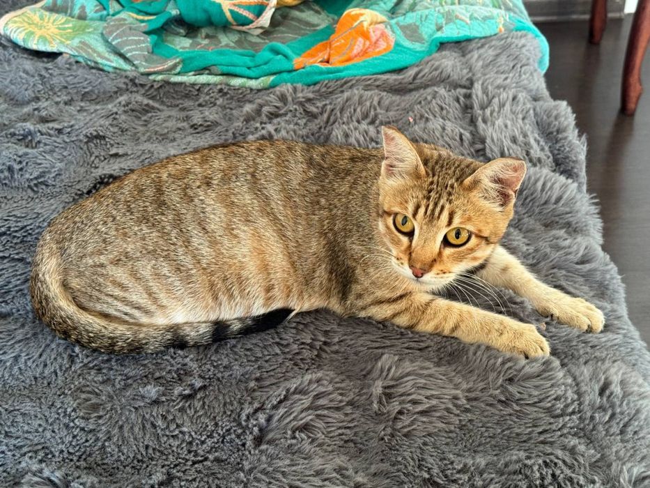 Люся ищет дом! Ласковая кошечка с улицы