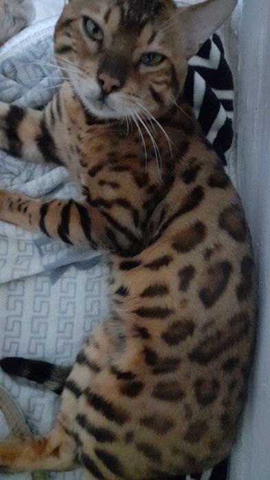 Кот бенгал ищет на вязку кошек