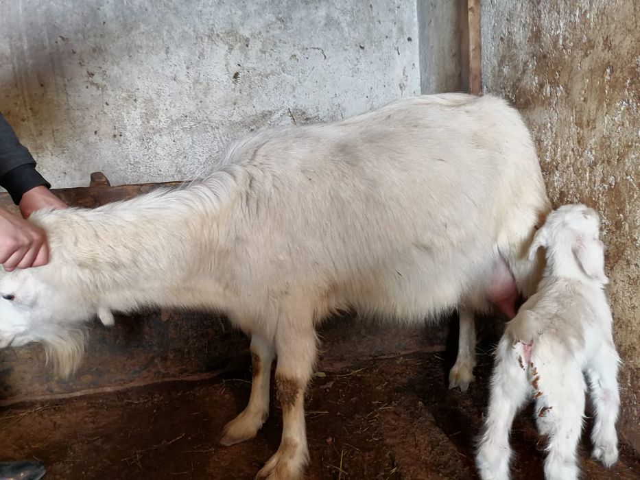 Ешкілер сатылады сауынды ешкілер