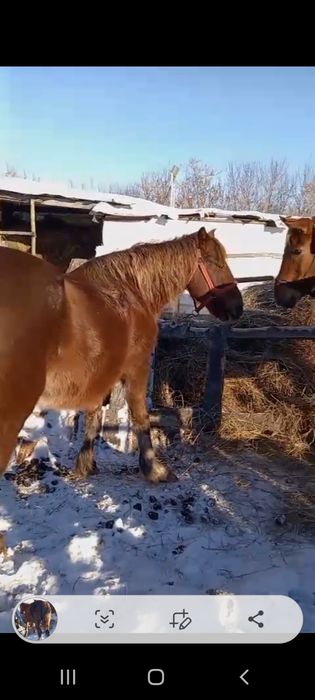 Продам жиребых кабыл