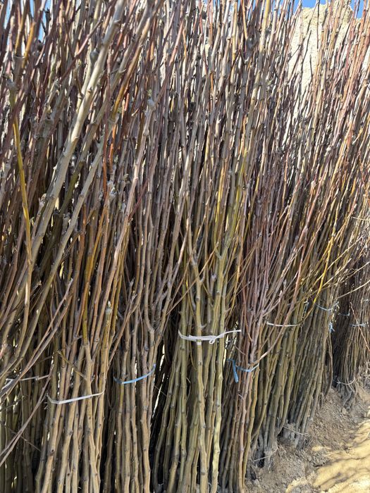 Mevaliy va dekarativniy kochatlar  6 000 so’m  kamida 100 ta olganga