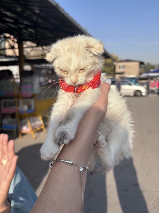 британская веслоухая кошка