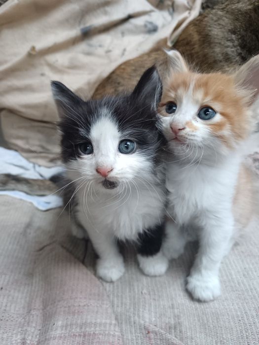 котята домашние в добрые руки