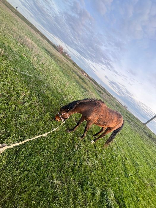 2 Жастық Құнан Сатылады Еркек