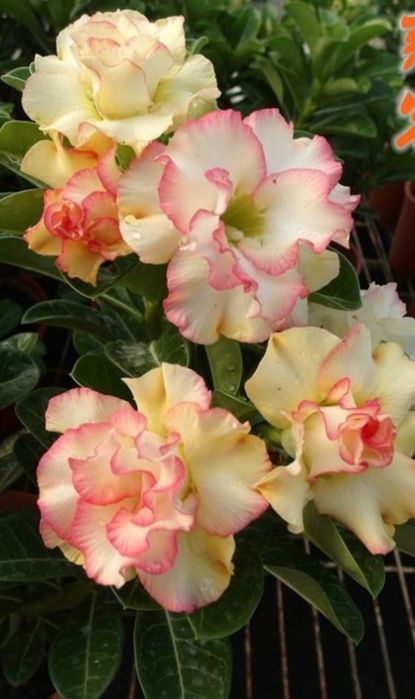 Цветы в горшках на подарок