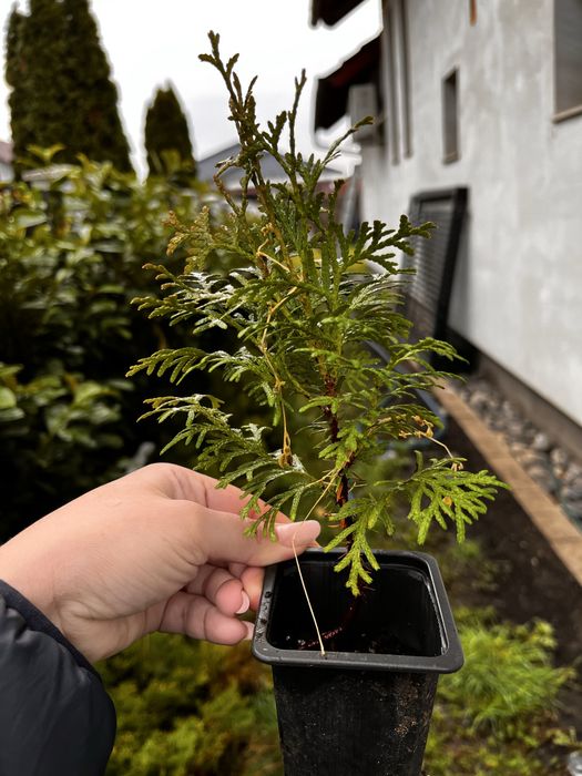 Tuia / thuja occidentalis smaragd