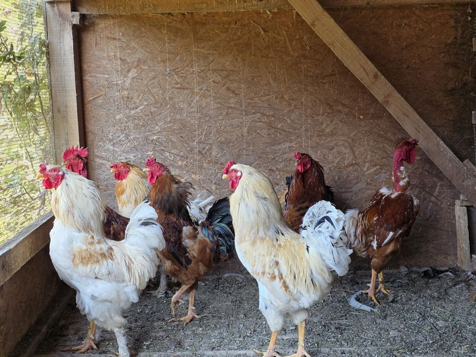 Cocosi tineri, de casa