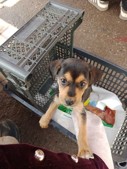 кучукча мехрибон кулларга янгиюл шахар