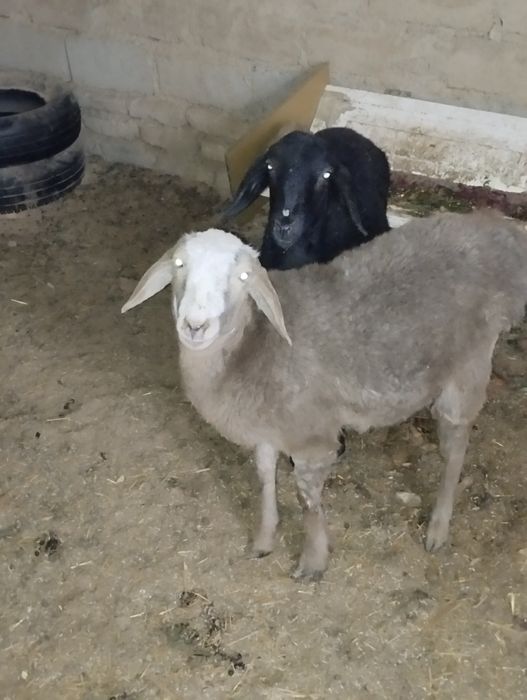 Продам барана гусарский