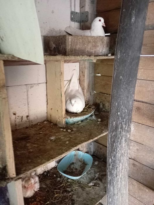 Vand porumbei hubble si metisi 45 lei buc!